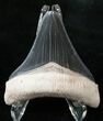 Serrated Bone Valley Megalodon Tooth #17978-2